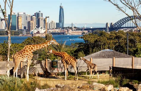 滄州新動物園在哪裏，是否可以考慮將其與地方旅遊景點進行整合？