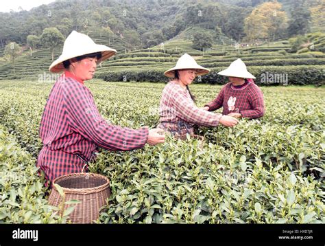 杭州特產茶葉什麼 為何茶葉在西湖邊會特別香?